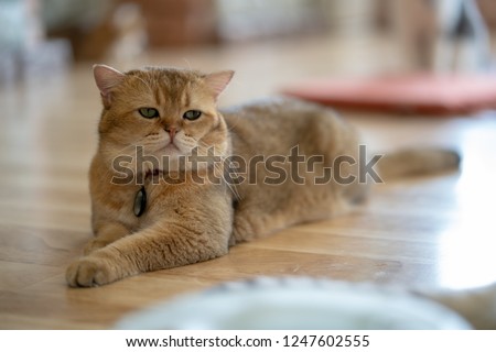 brown cat sits happily on the floor in the room.
