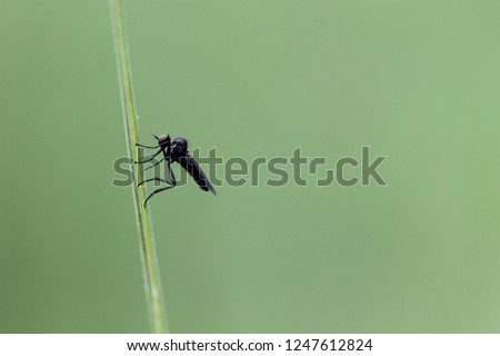 Macro photograph of a black fruit fly on the stem of a plant. Insect on green background