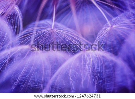 beautiful natural background with dandelion flower with fluffy light seeds in lilac tones