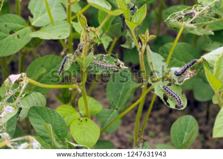 Soybean plants damaged by burdock caterpillars of painted lady (Vanessa cardui). It is migrating butterfly species whose larvae can damage many types of crops.