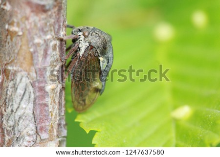 An excellent macro shot of a cicada on a tree trunk. Unusual insect on a green background. Summer positive vivid picture