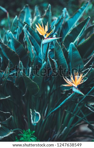 nature poster. tropiic flower like a bird with yellow plumage