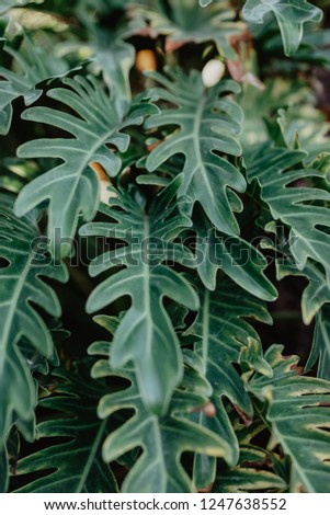 nature poster. Tropic plant with big leaves. Grow in the garden.