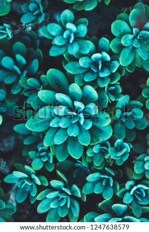 nature poster. group of green succulent close-up