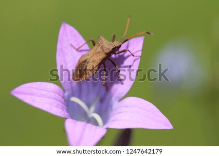 An excellent macro shot of the bug on the bell flower. Unusual insect on a green background. Summer positive vivid picture