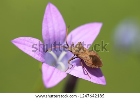 An excellent macro shot of the bug on the bell flower. Unusual insect on a green background. Summer positive vivid picture