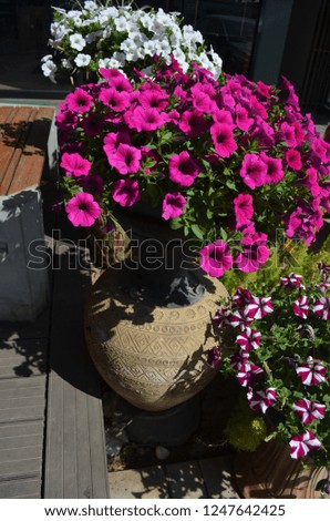 Colorful fowering plants called Petunia with pink blossom flower blooming with vivid colors arranged for decorating the garden to invite fresh and lively atmosphere under the hot sun in the afternoon