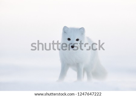 Arctic fox (white fox, polar fox, or snow fox). Cold and snowy December in the Arctic. Winter in the tundra in the wild. Wildlife of Chukotka, Siberia, Far East Russia. Extreme North. Chukotka nature. Royalty-Free Stock Photo #1247647222
