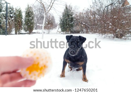 dog playing with ball in winter
