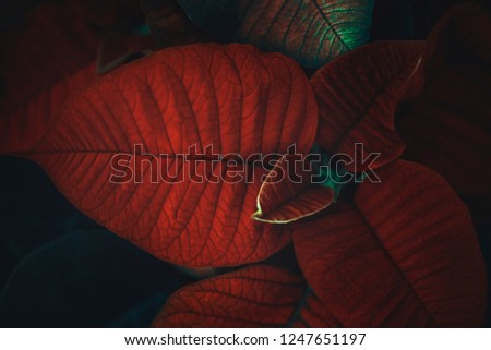 Poinsettia plant flower background for Christmas decoration, and Holidays.