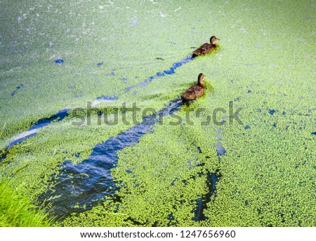 Duck into the overgrown green duckweed pond Royalty-Free Stock Photo #1247656960