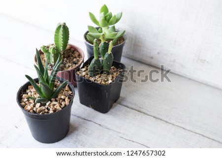 Various of little succulent and cactus in black pot on white wood background.Top view.