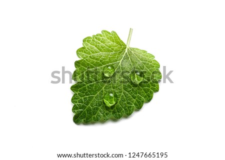 Fresh green leaf mint with water drops close-up isolated on a white background. Melissa officinalis (lemon balm). Royalty-Free Stock Photo #1247665195
