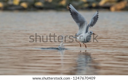 seagull startin in water