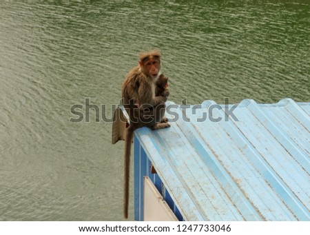 Monkey holding the baby sitting on the top of roof in India near lake water