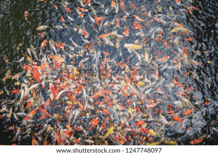 colorful Japanese koi carp swimming in the pond