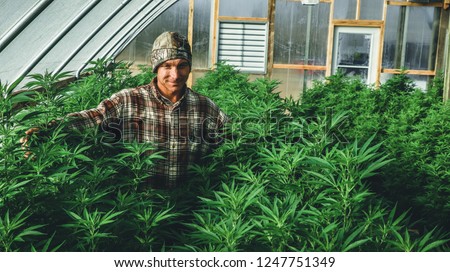A farmer stands among his commercial greenhouse hemp crop. Cannabis sativa grown industrially for the production of hemp for derived products like CBD oil, fiber, biofuel and others.  Royalty-Free Stock Photo #1247751349