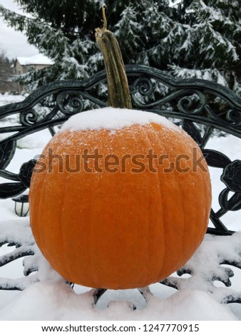 Pumpkin with snow on top 