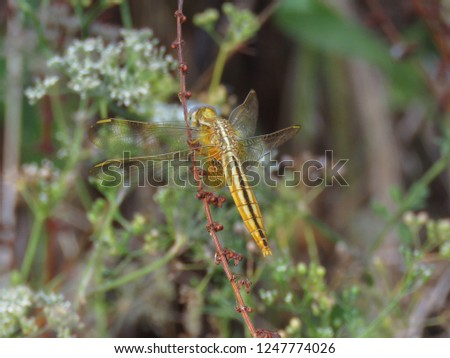 Golden Orange yellow Dragonfly  , translucent almost transparent wings spread open, Siahkal ,IRAN - Photo by Arash Khakpour 