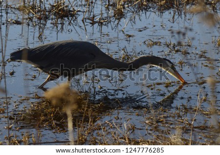 A grey heron is hunting for fish.