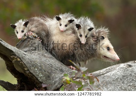 Virginia opossum, didelphis virginiana, female with babies under controlled conditions.