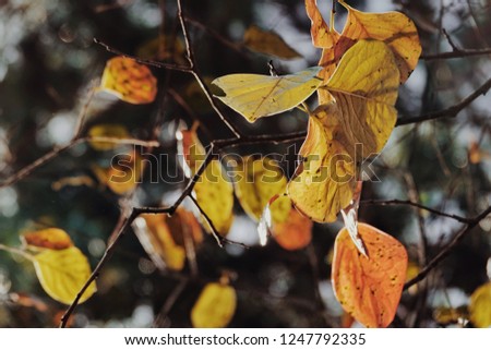 pastel autumn leaves
