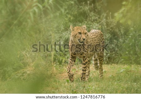 Cheetah (Acinonyx jubatus), beautiful cat in captivity at the zoo, big cat walking on grass, elegant african predator