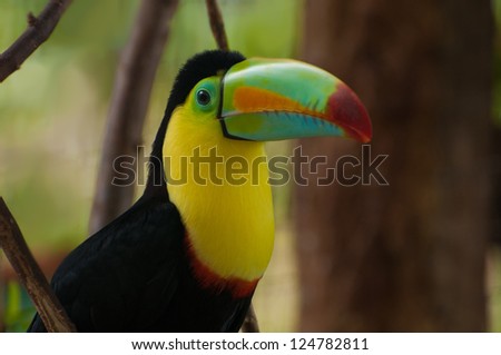 Rainbow-billed toucan perched on a tree branch
