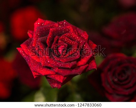 beautiful rose  flower decorations for Love valentine day background
