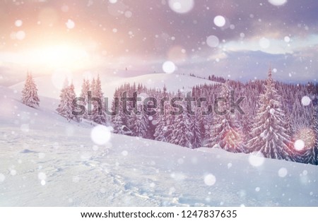 Slopes and valleys. Landscape of great Carpathian mountains at winter time. Scenic background.