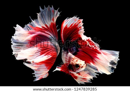 Siamese fighting fish isolated on black background. Fish three color. Betta Fish (Pla-kad) on black Background. Black isolate. Space for text.