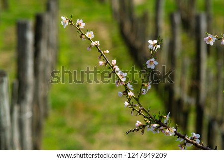 almond blossom branch, blur vine stocks in a row at background