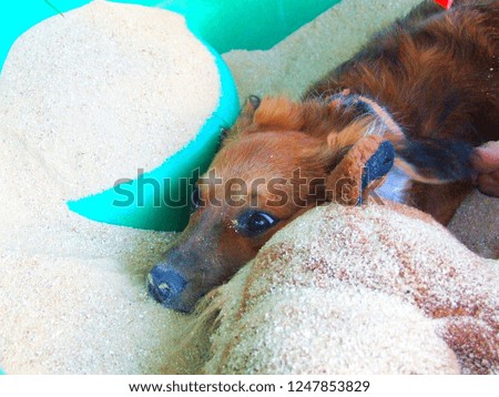 A dog in a sandbox Royalty-Free Stock Photo #1247853829