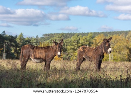 Poitou donkey in a field
