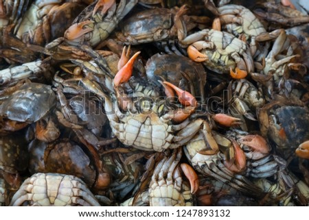 Pile of Green Tidal Crab (Varuna litterata) also known as River Swimming Crab, for sale in market.