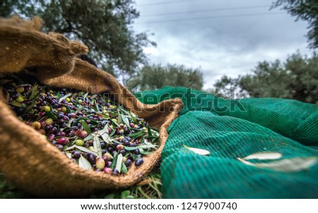 Harvested fresh olives in sacks in a field in Crete, Greece for olive oil production