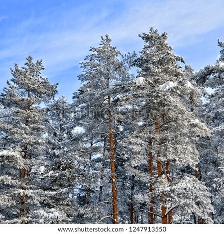 Beautiful winter landscape. Pine trees covered with snow. Morning rime in the forest. Glacial trees in sunny day with a blue sky in the background. Frozen beauty. Stunning picturesque image