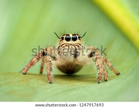 Super macro image of Jumping spider (Salticidae, Hyllus diardi female), at high magnification, Good sharpen and detailed with beautiful color, eye and face very clear.