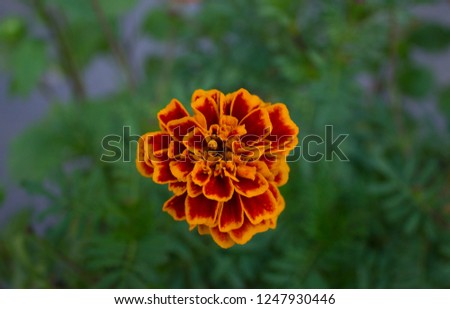 Macro photo of french marigold 