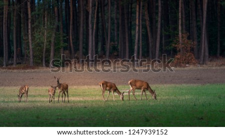 Herd of red deer grazing on the meadow