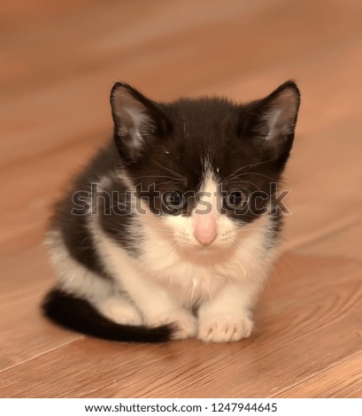 black and white kitten on a wooden background
