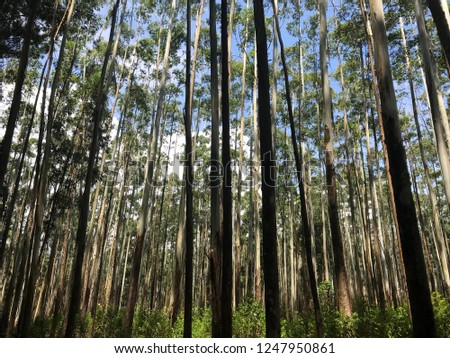 A picture of the thick woods in Sri Lanka. A Nice background with a lot of contrast. A landscape of an forrest