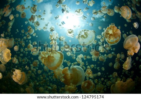 Millions of endemic jellyfish (Mastigias papua etpisonii) fill a marine lake in the Republic of Palau.  Palau has five different marine lakes filled with different subspecies of jellyfish. Royalty-Free Stock Photo #124795174
