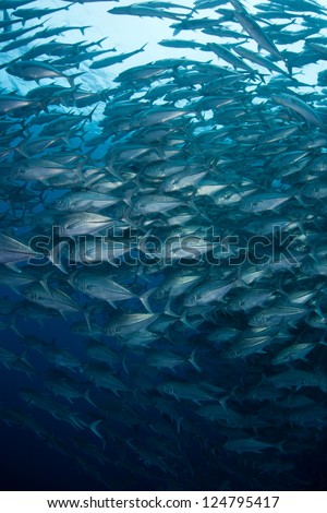 A huge school of Big-eye jacks (Caranx sexfasciatus) swirl in open water just beyond a reef pinnacle off of Cocos Island, Costa Rica.  This area is known for its sharks.
