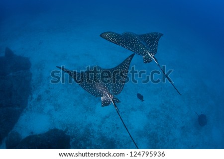 A pair of Spotted eagle rays (Aetobatus narinari) glide over a deep sand bottom near Cocos Island off Costa Rica.  The rays feed on mollusks and crustaceans that live in the sand.