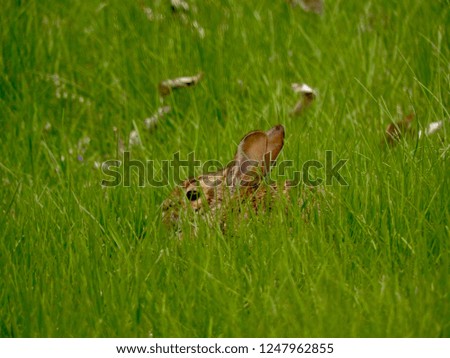 Brown rabbit in grass