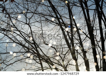 bright spots on branches of trees without leaves in winter
