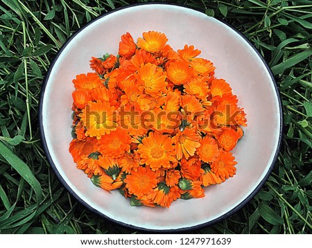 Close-up of a lot of bright orange torn calendula flowers in a large bright vase on a background of green grass. View from above. Medicinal natural plants.