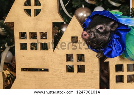 Nice and Cute Black Mini Pig in the New Year and Christmas Decorations