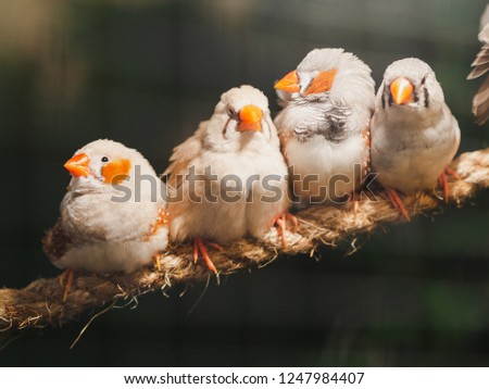 Four little birds sitting on the rope on bokeh background. Animal, Bird, Love, Family Concept.